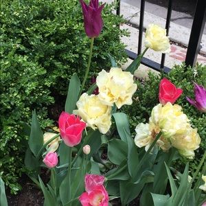 Meet your Posher, Jacqueline